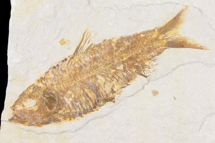 Fossil Fish (Knightia) - Wyoming #109993